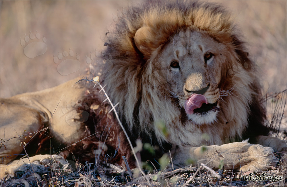 Barbary Lion Panthera leo leo in Captivity