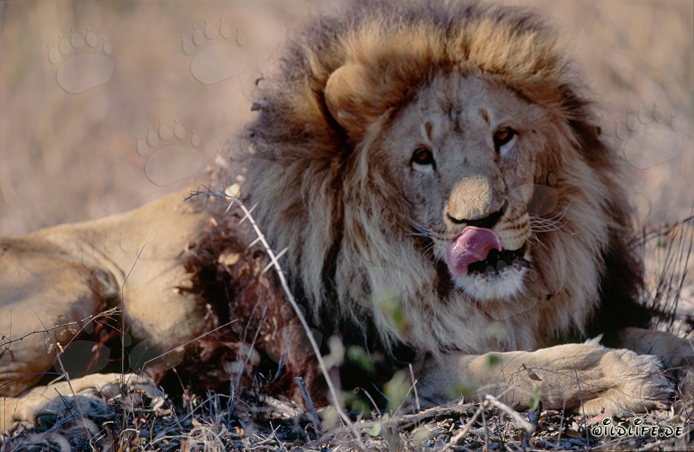 Berberlöwe Panthera leo leo in Gefangenschaft