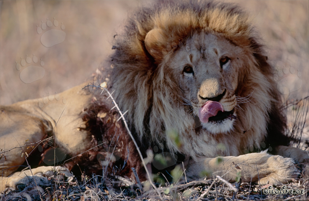 León bereber Panthera leo leo en cautiverio