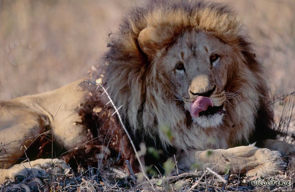 Lion berbère Panthera leo leo en captivité