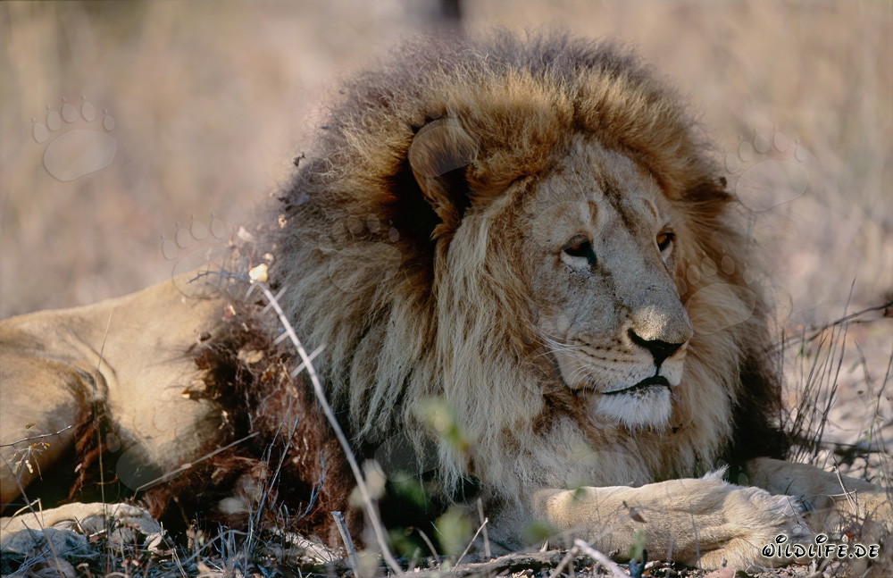 Lion berbère éteint dans la nature sauvage