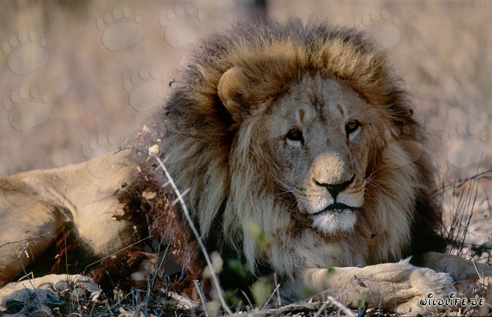 Barbary lion in the dry bush
