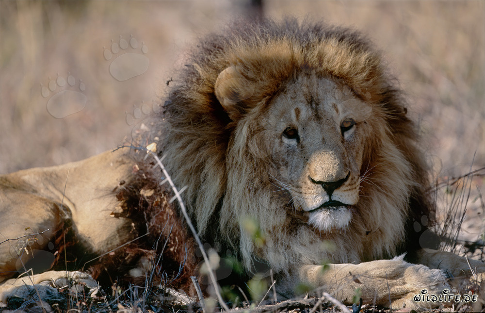 Berberlöwe im ausgetrockneten Busch