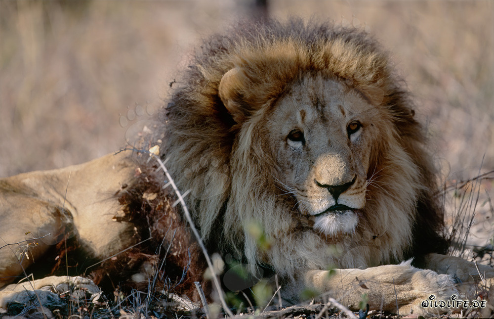 León bereber en la maleza seca