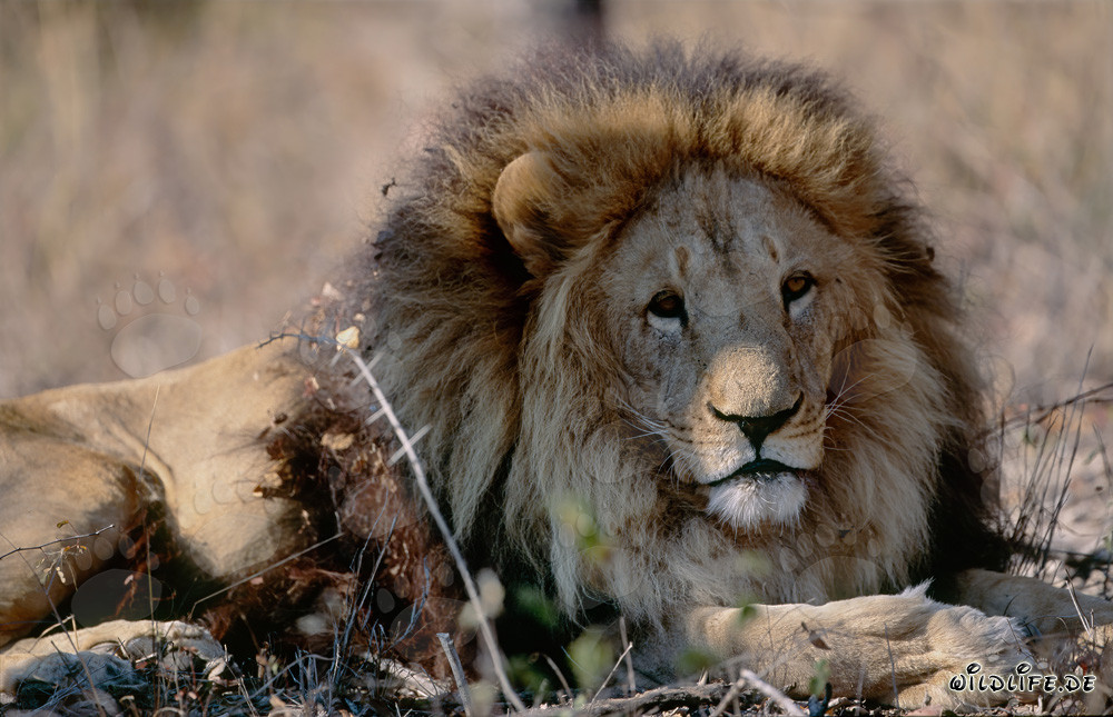 Leone berbero nella boscaglia arida