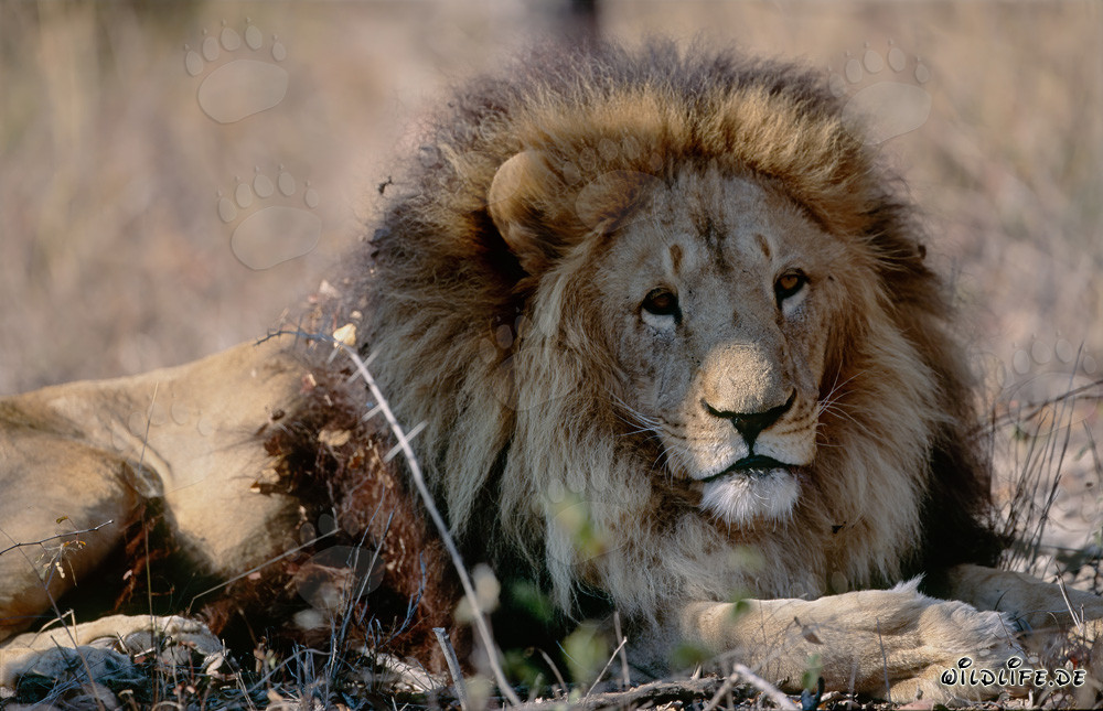 Lion berbère dans la brousse desséchée