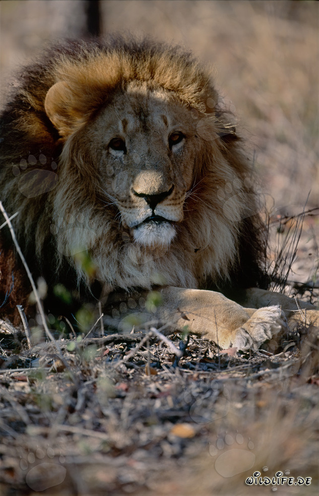 Dormant big cat Barbary lion resting in the sun