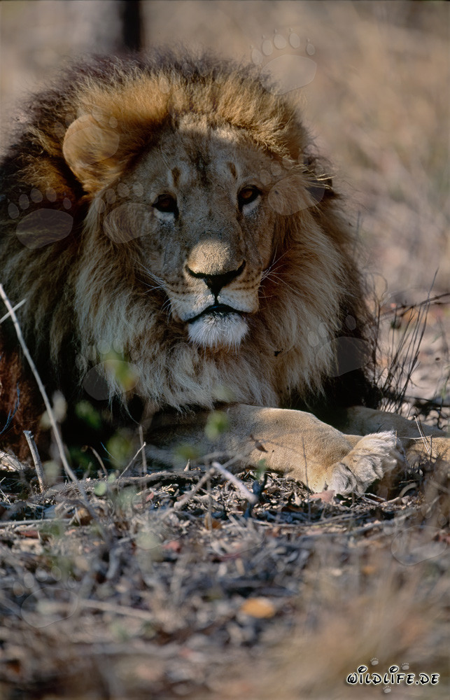 Leone berbero in riposo al sole