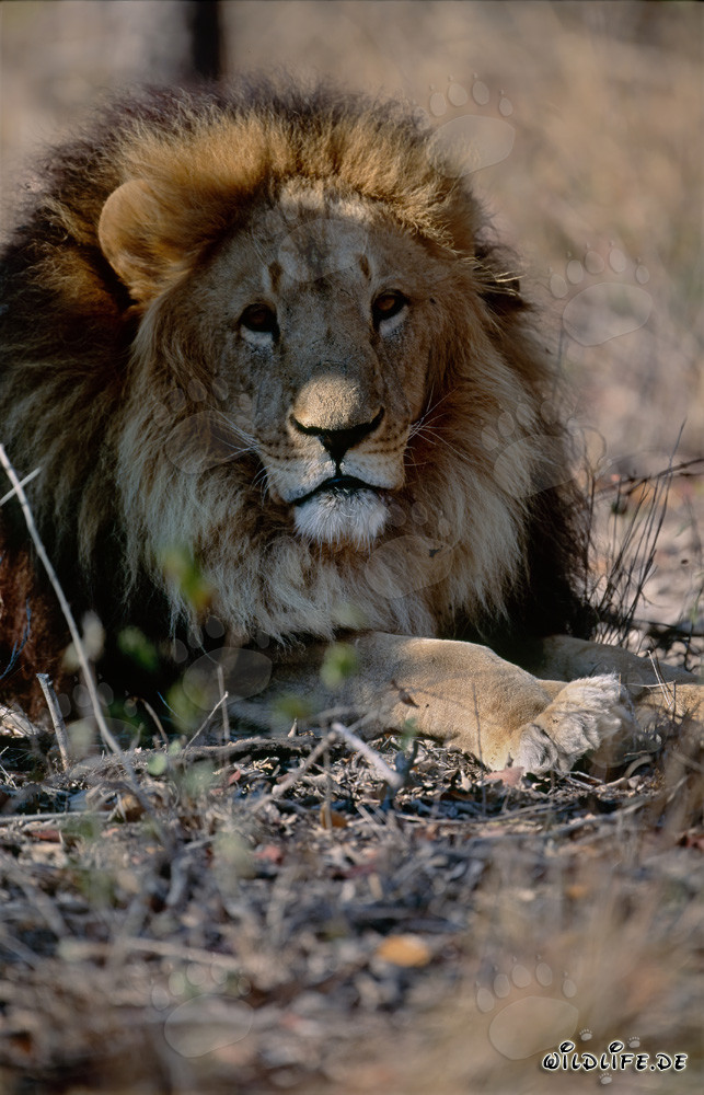 Lion berbère en repos au soleil