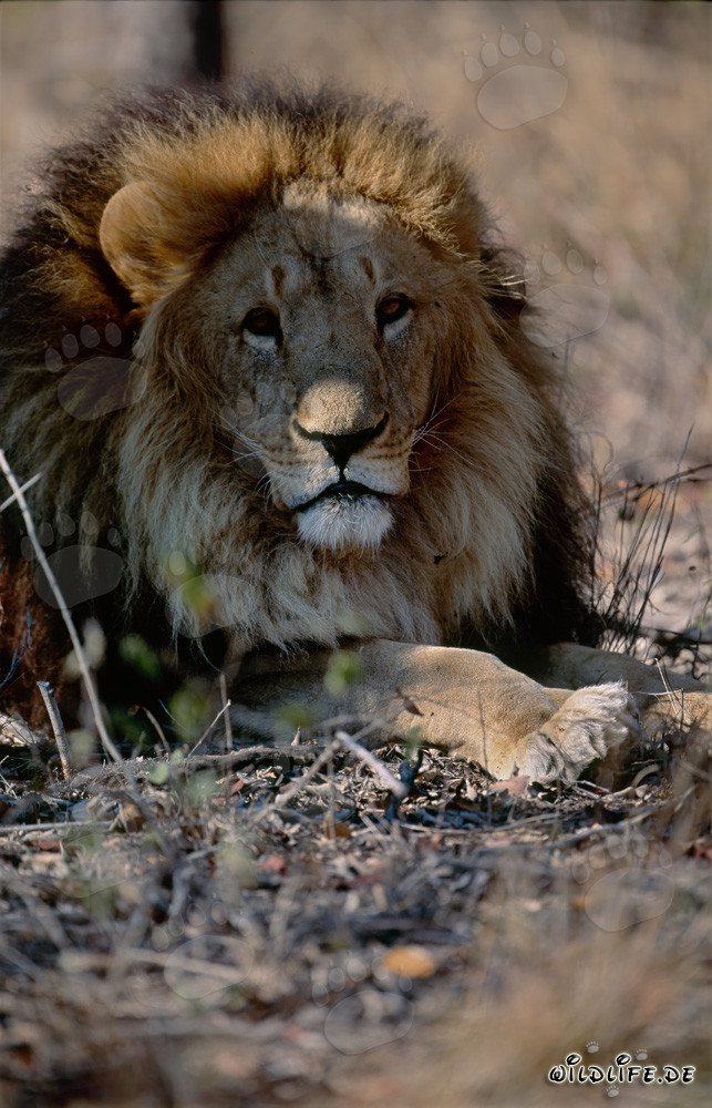 Ruhende Großkatze Berber Löwe in der Sonne liegend