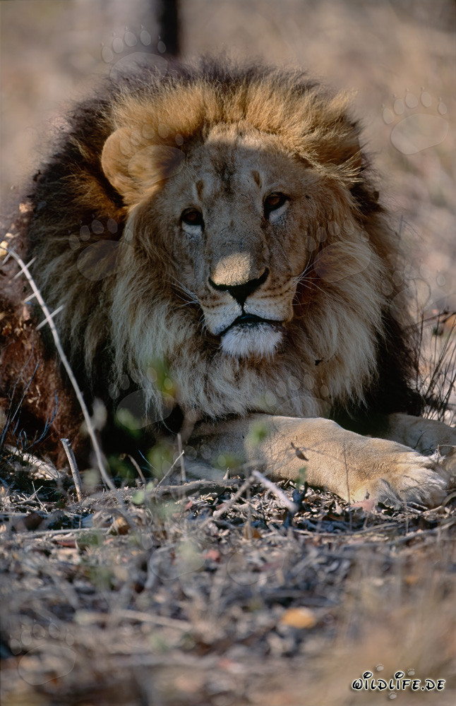 Impressive Barbary lion in frontal view