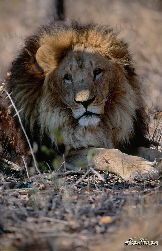 Imposanter Berberlöwe in frontaler Ansicht