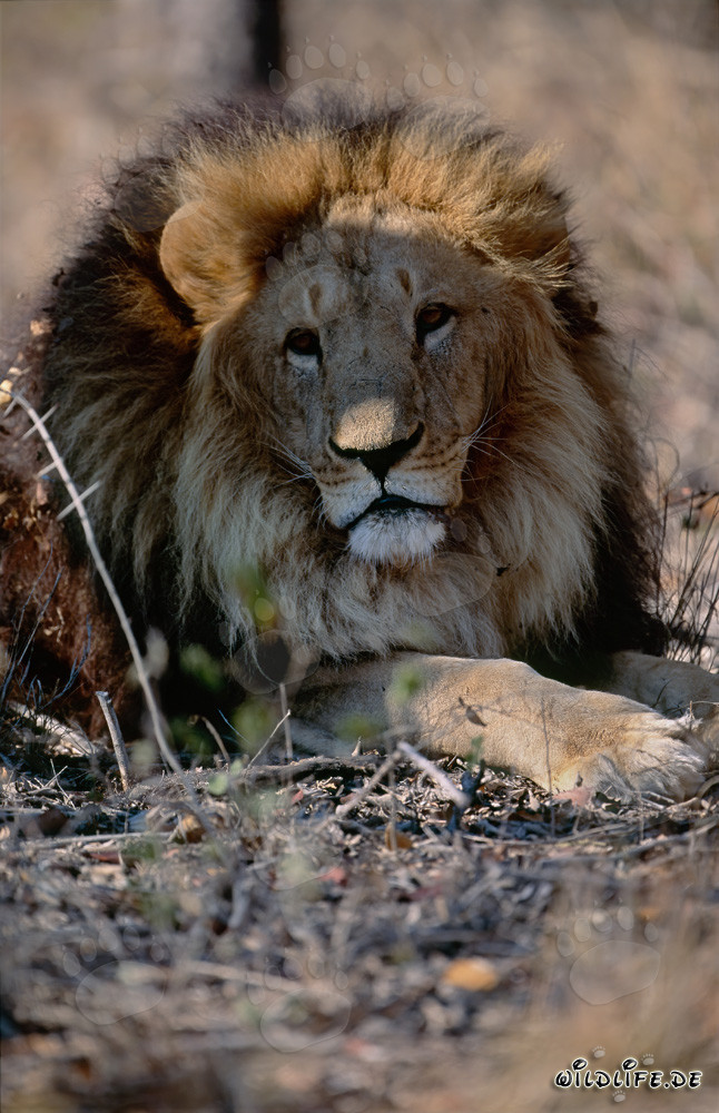 Imponente leone berbero in vista frontale