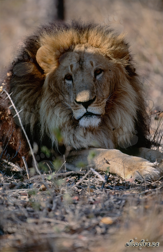 Impressionnant lion berbère en vue frontale