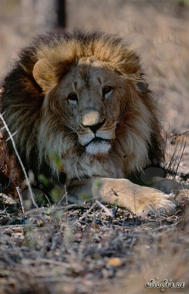 Impressive frontal picture of a majestic Barbary lion in captivity