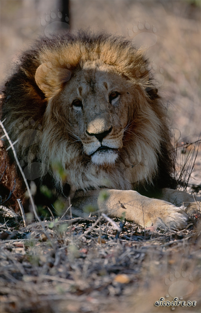 Imposante Frontalaufnahme eines majestätischen Berberlöwen in Gefangenschaft
