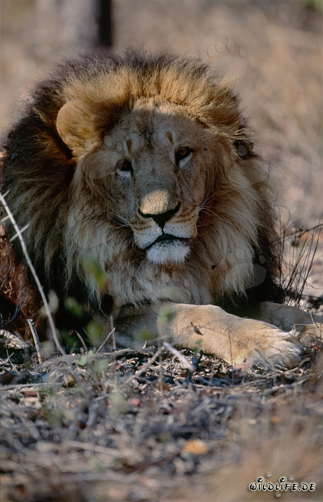Impresionante retrato frontal de un majestuoso león bereber en cautiverio