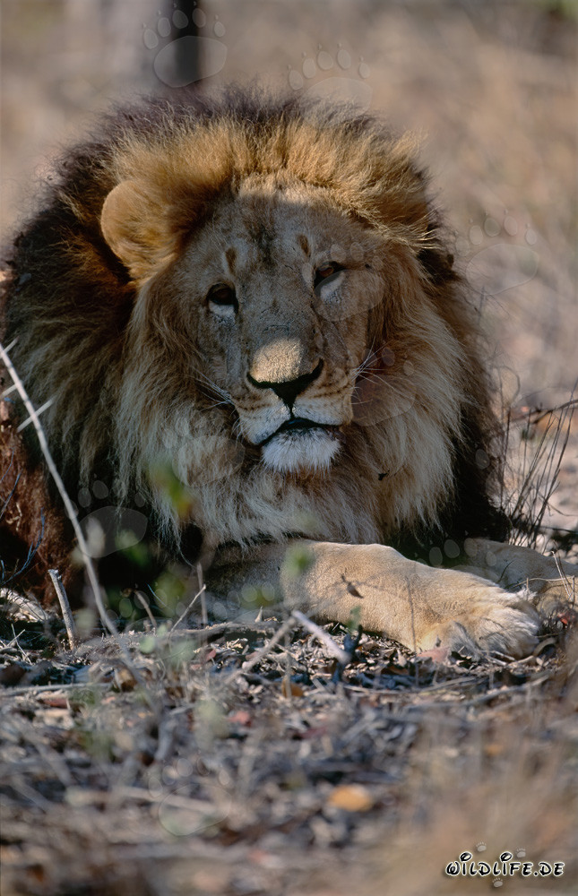 Imponente primo piano di un maestoso leone berbero in cattività