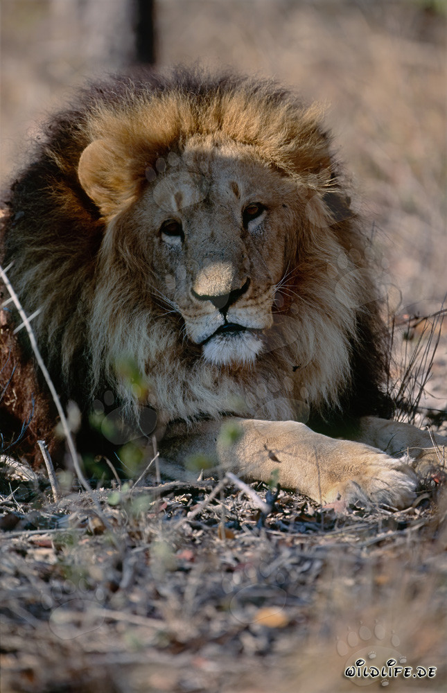 Portrait imposant d'un majestueux lion berbère en captivité