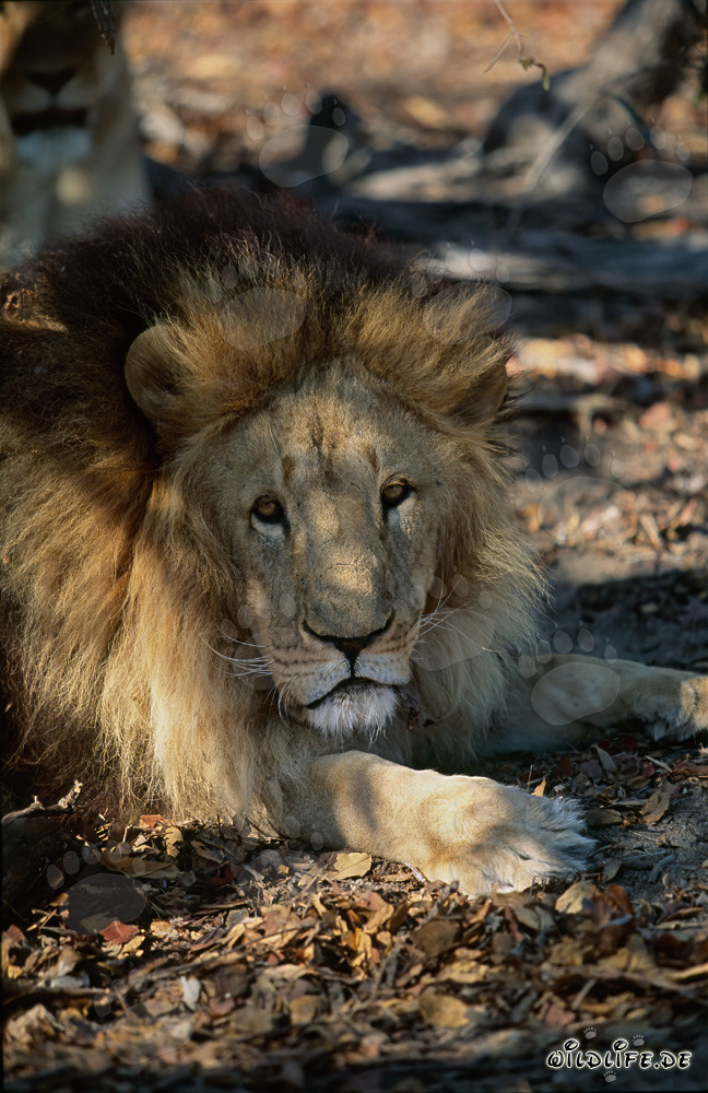 Majestic Barbary Lion with Impressive Mane