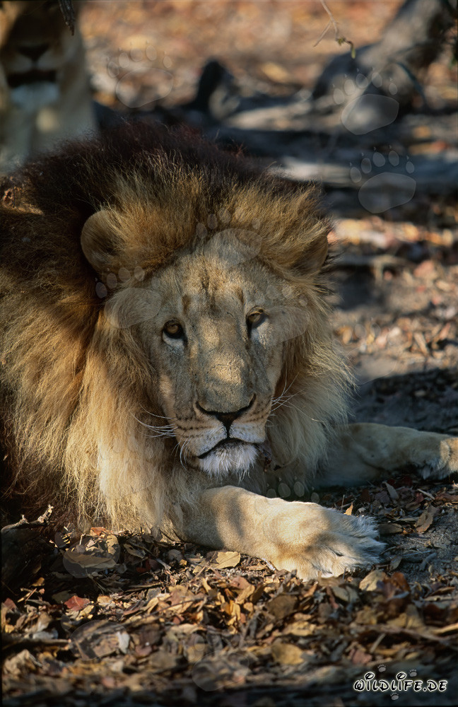 Majestätischer Berberlöwe mit imposanter Mähne