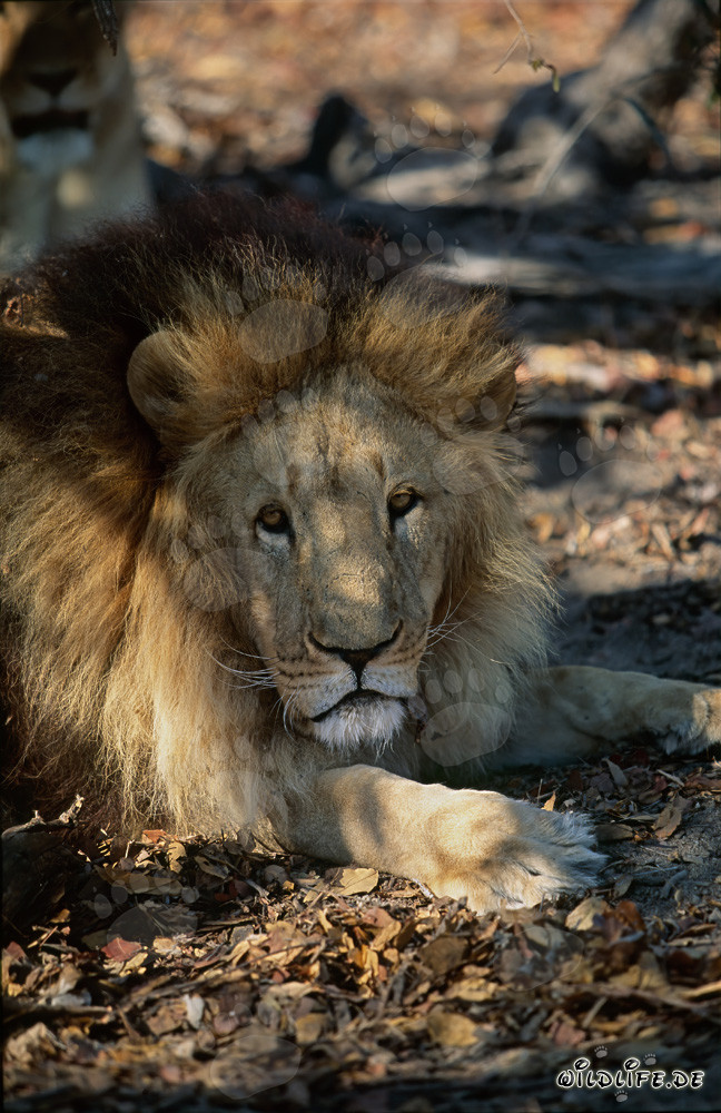 León bereber majestuoso con una melena imponente