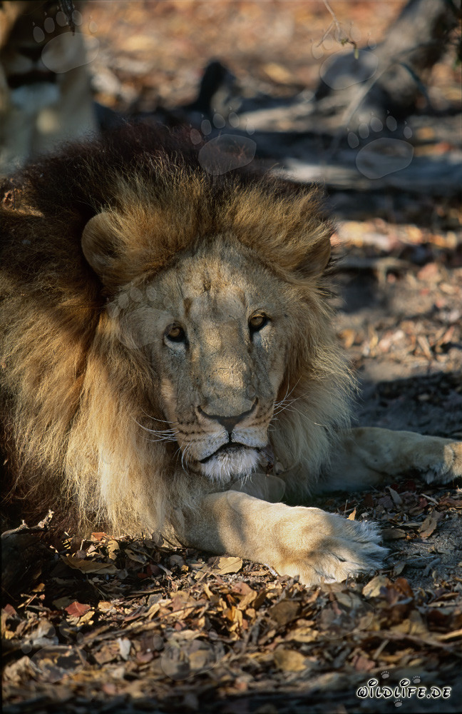 Maestoso leone berbero con una criniera imponente