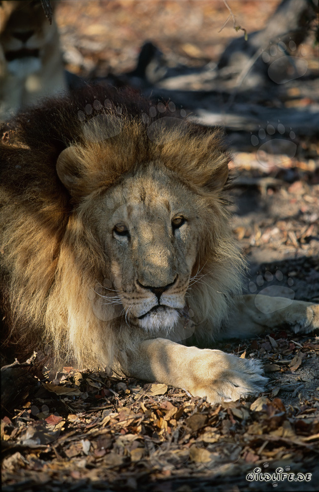 Lion berbère majestueux avec une crinière imposante