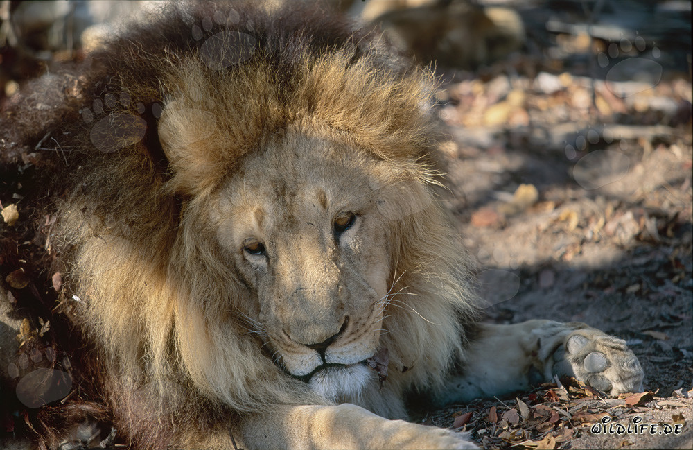 Majestic Barbary Lion (Panthera leo leo) in Captivity