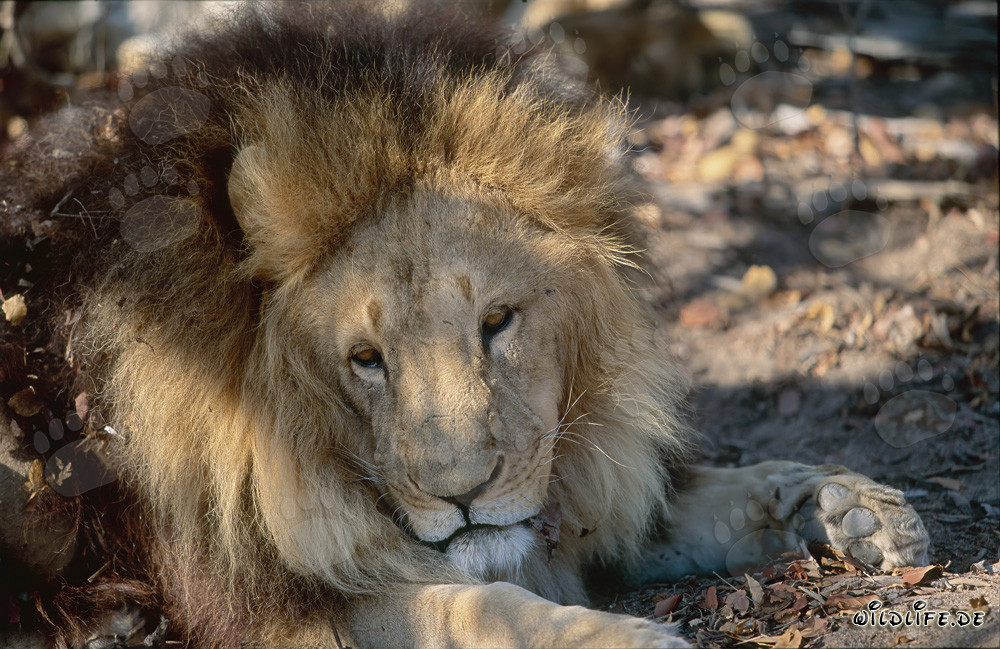 Lion berbère majestueux (Panthera leo leo) en captivité