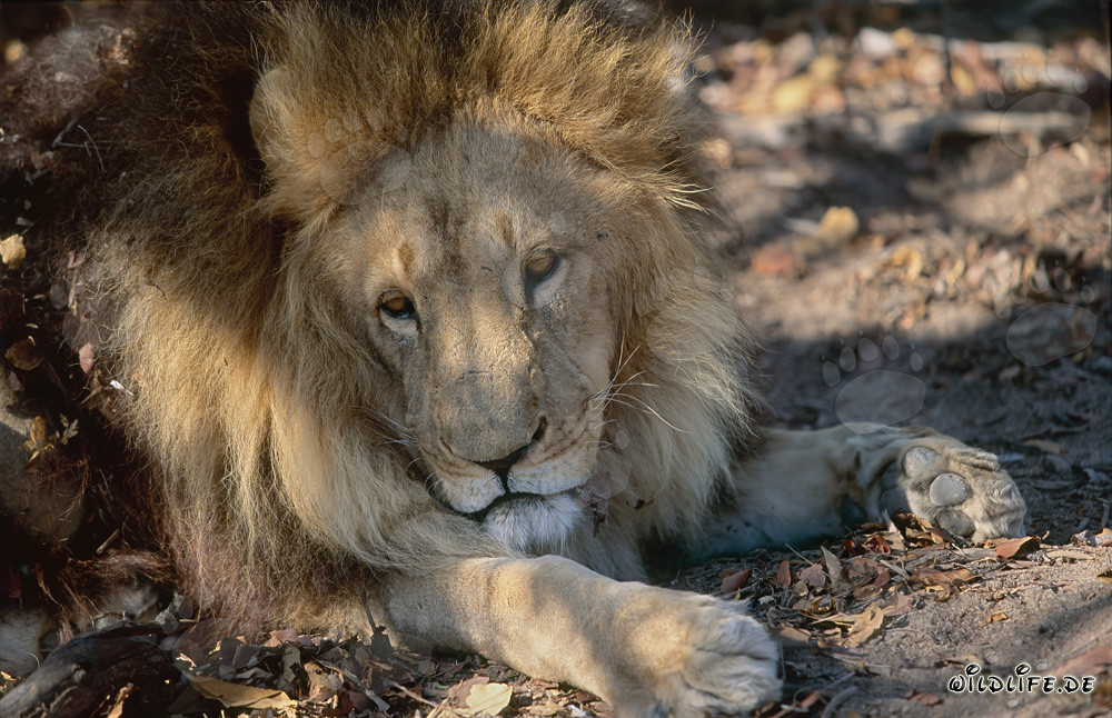 Barbary lion relaxes on green leaves