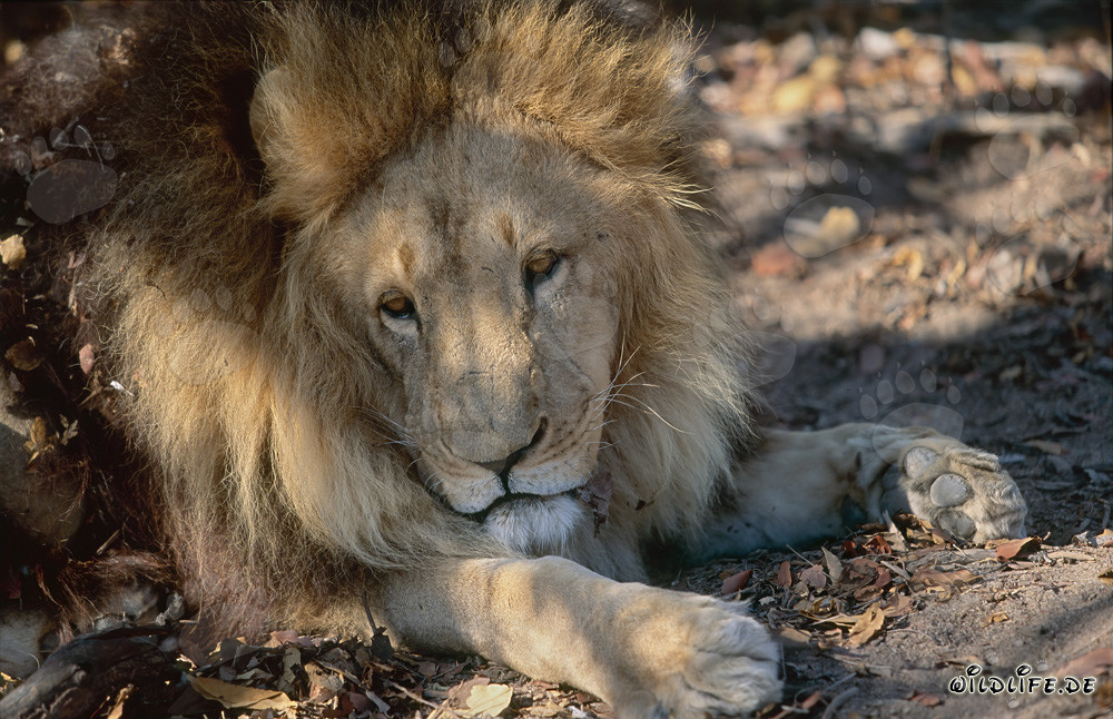 Berberlöwe ruht sich entspannt auf grünen Blättern aus