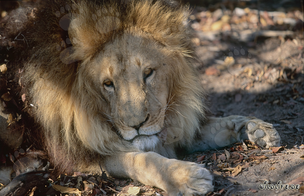 León bereber descansando en hojas verdes