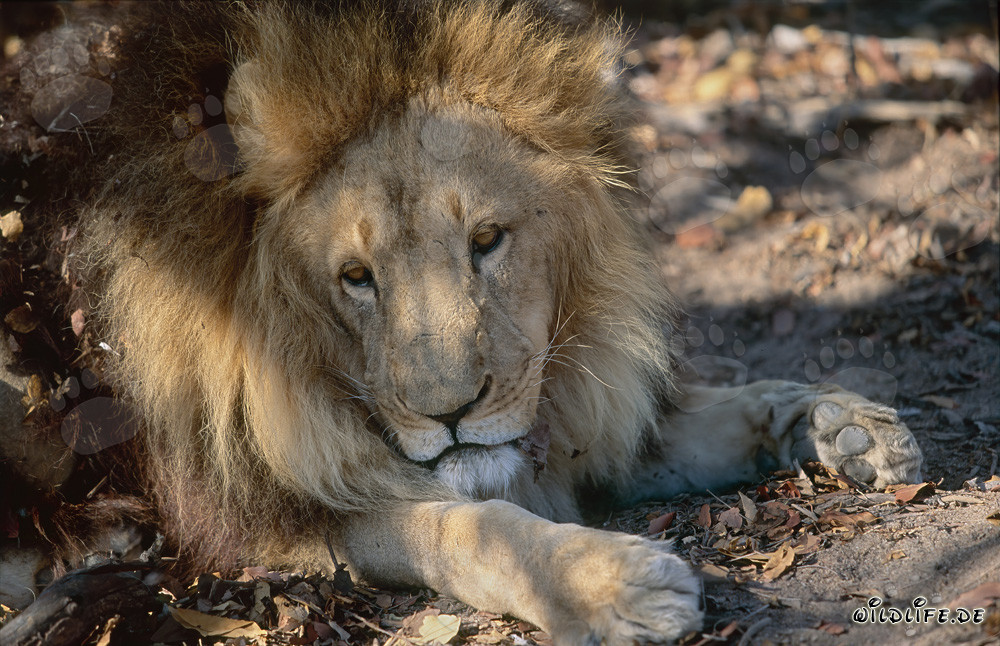 Leone berbero si riposa su foglie verdi