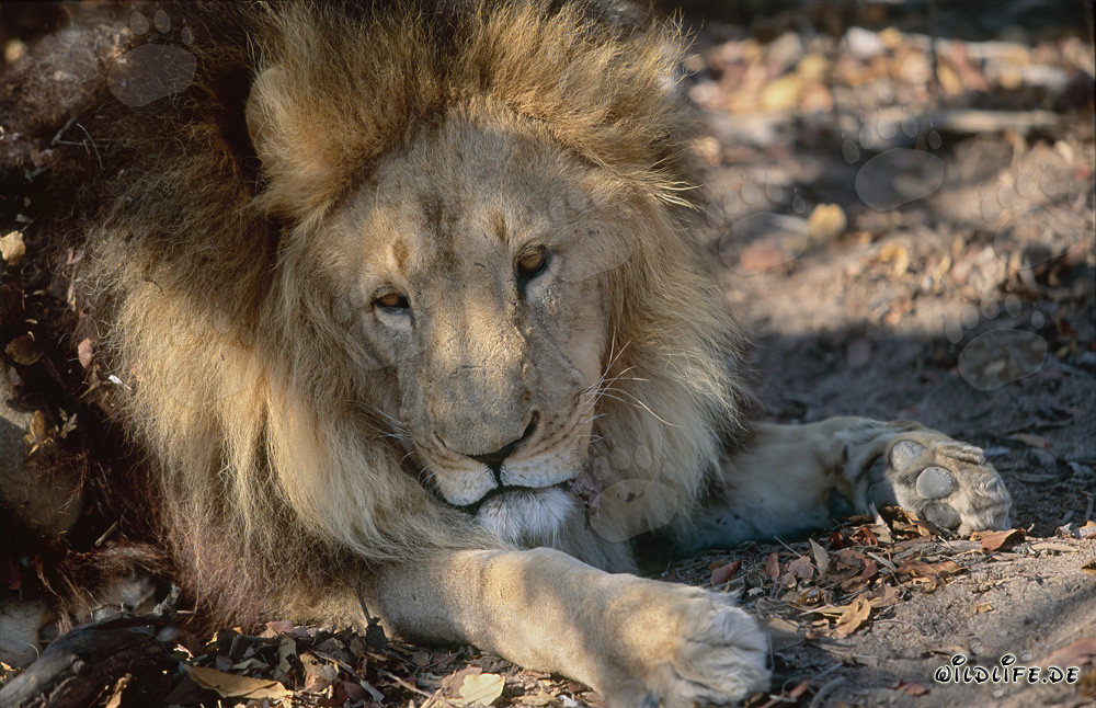 Lion berbère se repose sur des feuilles vertes