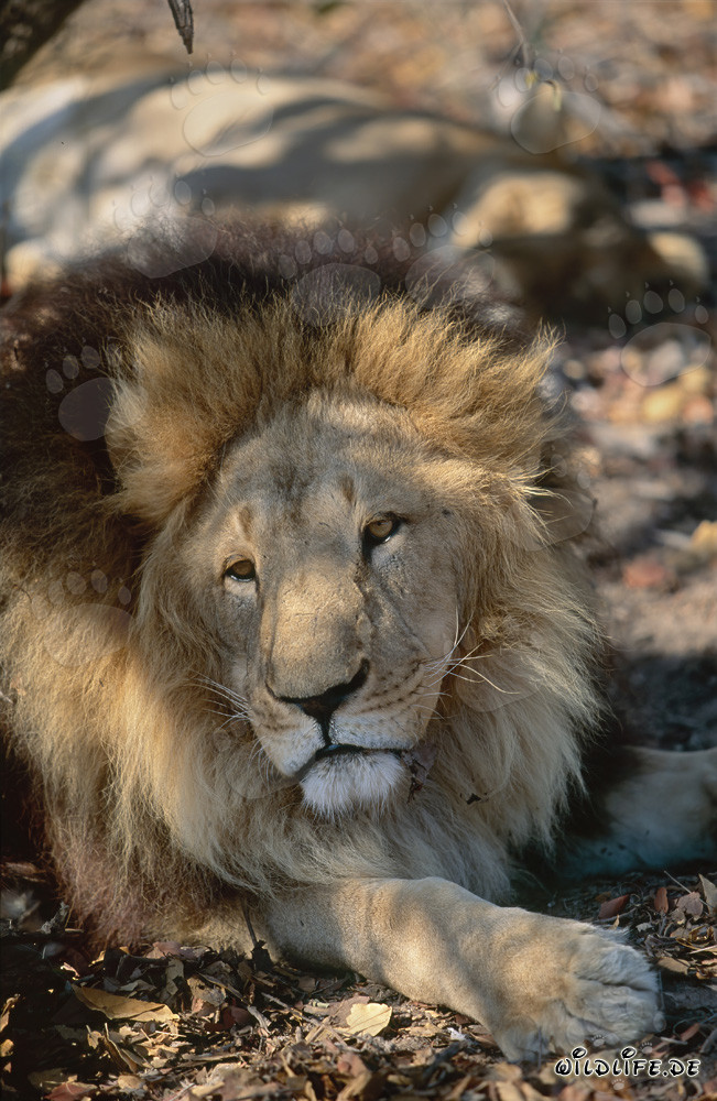 Barbary Lion - Majestic big cat resting in the shade