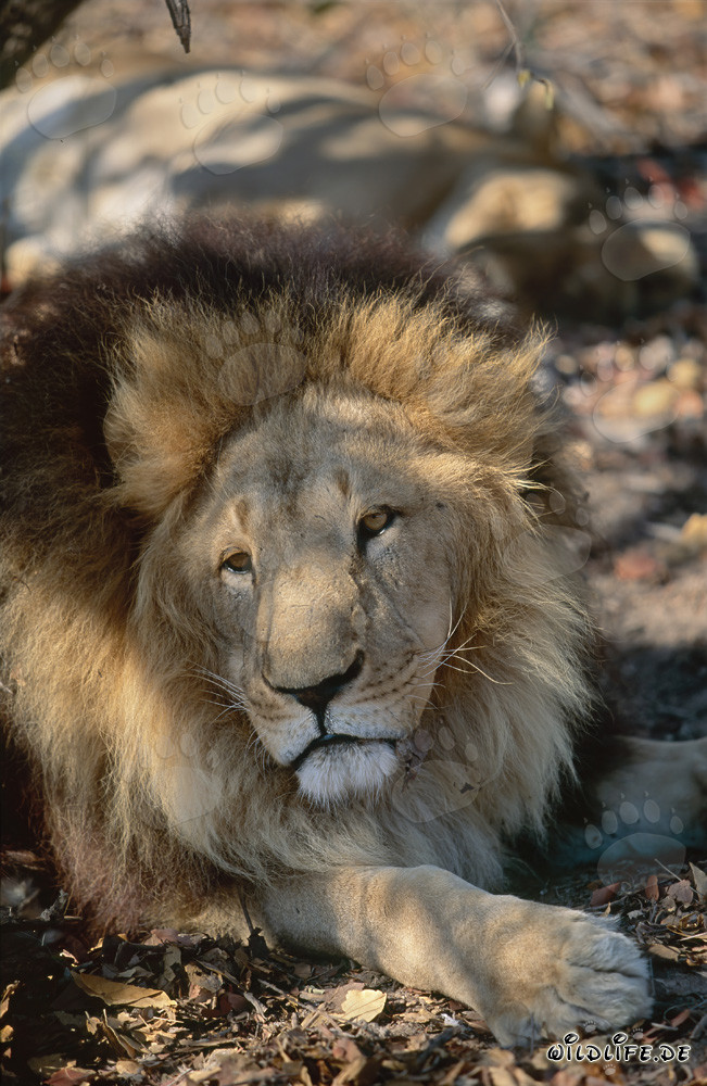 Barbary Lion - Majestätische Großkatze rastet im Schatten