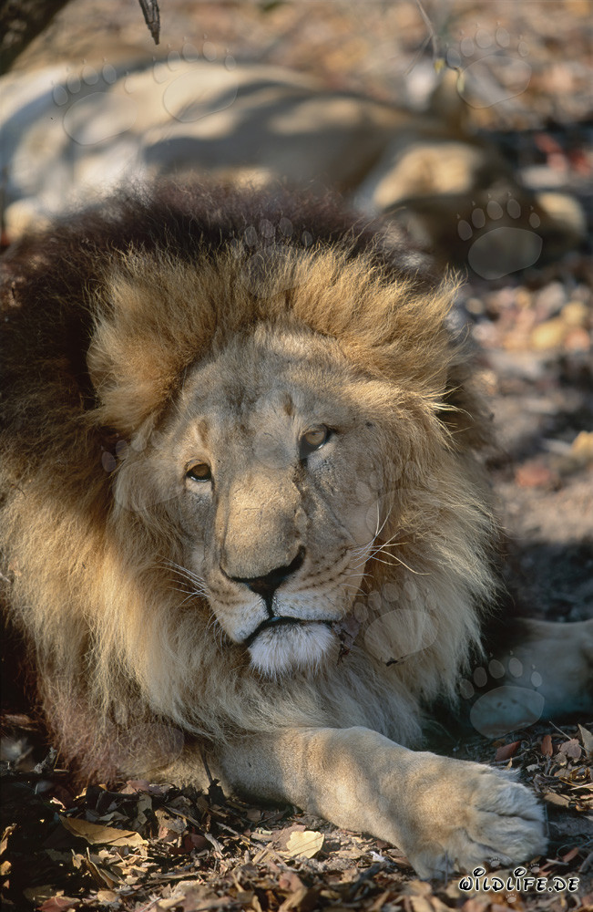 Leone della Barbaria - Maestoso felino riposa all'ombra