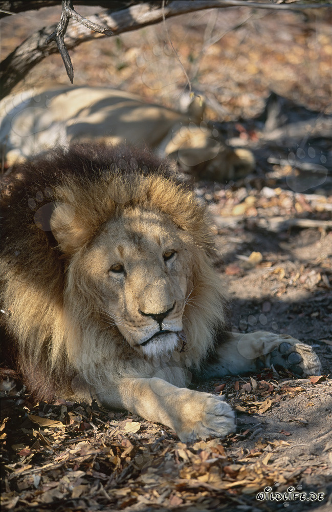 Majestic Barbary Lion Resting Under a Tree