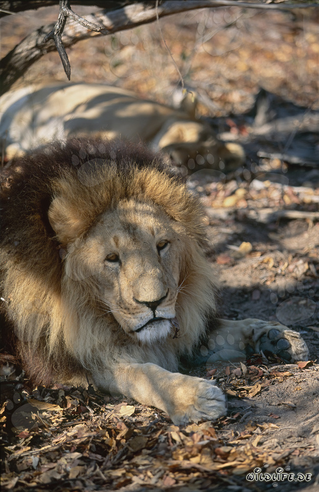 Magnífico león bereber descansa bajo un árbol