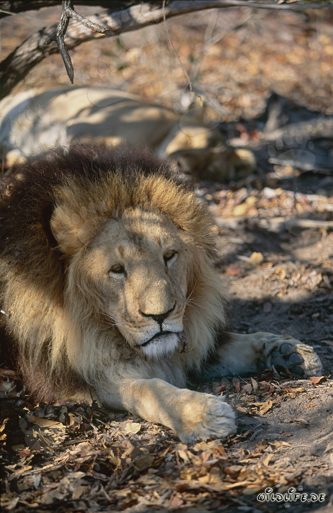 Magnifico leone berbero riposa sotto un albero