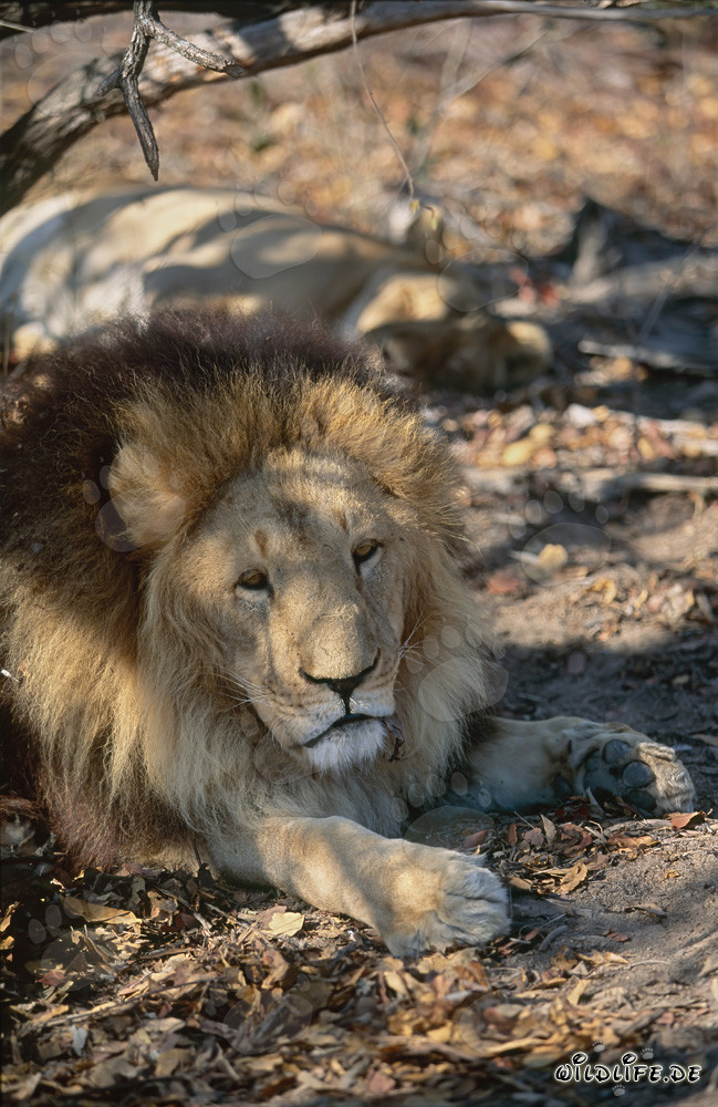 Magnifique lion berbère repose sous un arbre