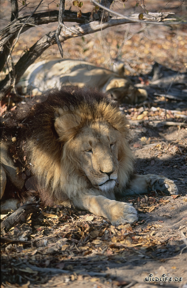 Barbary lion resting in the shade of a tree