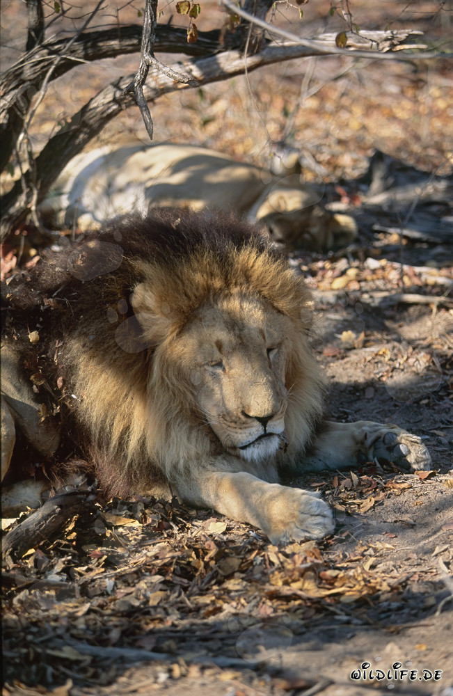 Im Schatten eines Baumes ruhender Berber Löwe