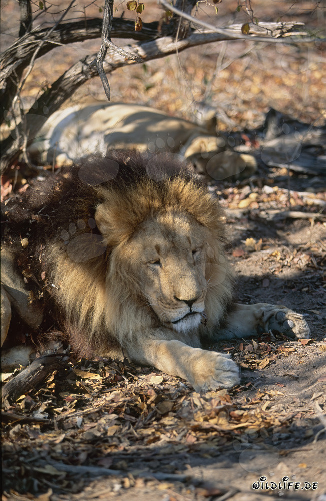 Lion berbère se reposant à l'ombre d'un arbre