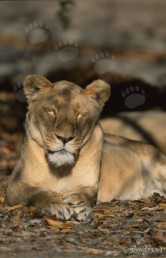 Female Barbary lion sleeping in South African research and breeding center
