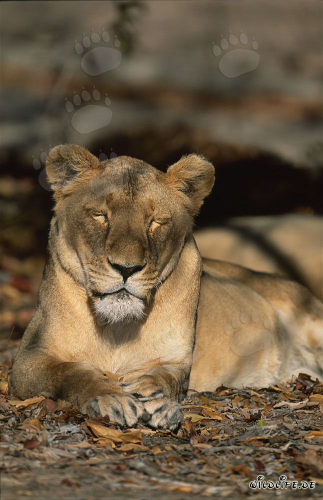 Leone berbero dorme in un centro di ricerca e allevamento in Sudafrica
