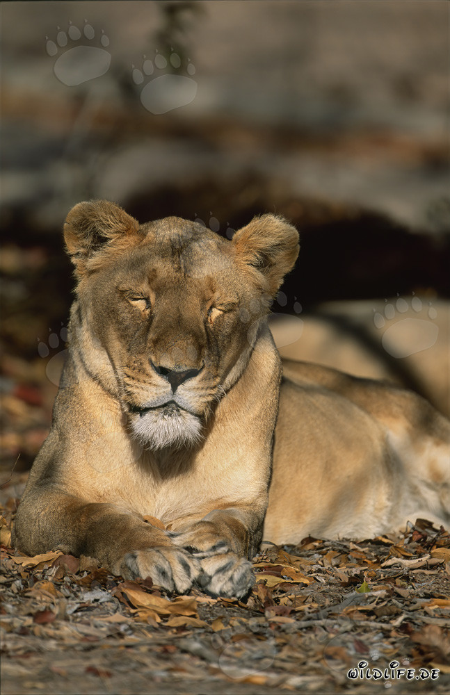 Lionne berbère dort dans un centre de recherche et d'élevage en Afrique du Sud