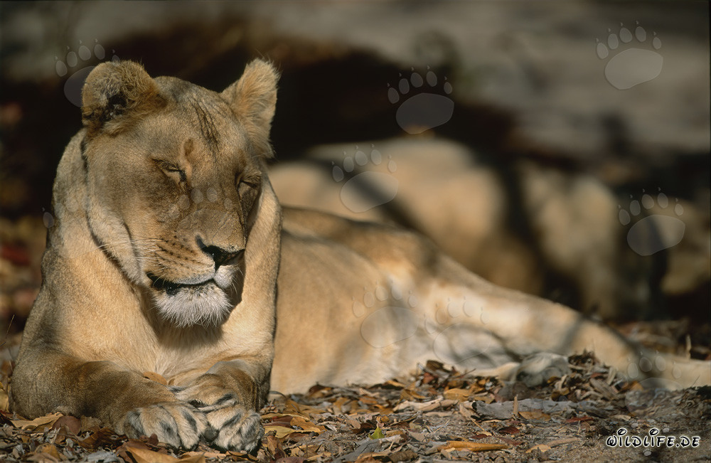 Erschöpfte Berberlöwin in der Wildnis Nordafrikas