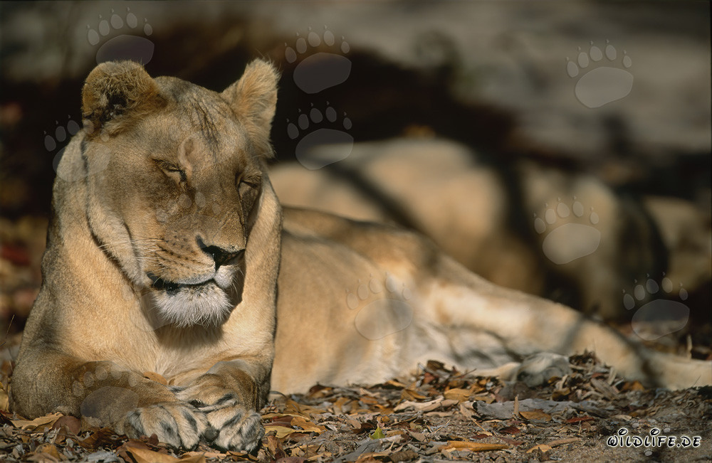 Exhausted Barbary Lioness in the Wilderness of North Africa